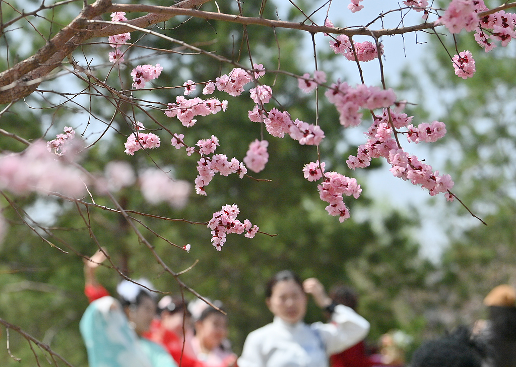 CRIGerman1's tweet image. Chinas Städte setzen auf mehr Grün: Über 43 % Begrünungsquote und 15,9 m² Parkfläche pro Kopf. Tausende Pocket-Parks und Grünwege machen Natur zum festen Bestandteil des urbanen Alltags.
german.cgtn.com/2026/04/02/ART… #yanlun #AIPL #zhengcheng #sixiang #shisiwu #shiwuwu