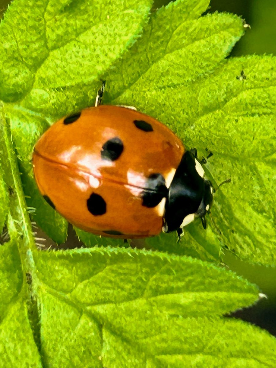 Stevelcfcw tweet media