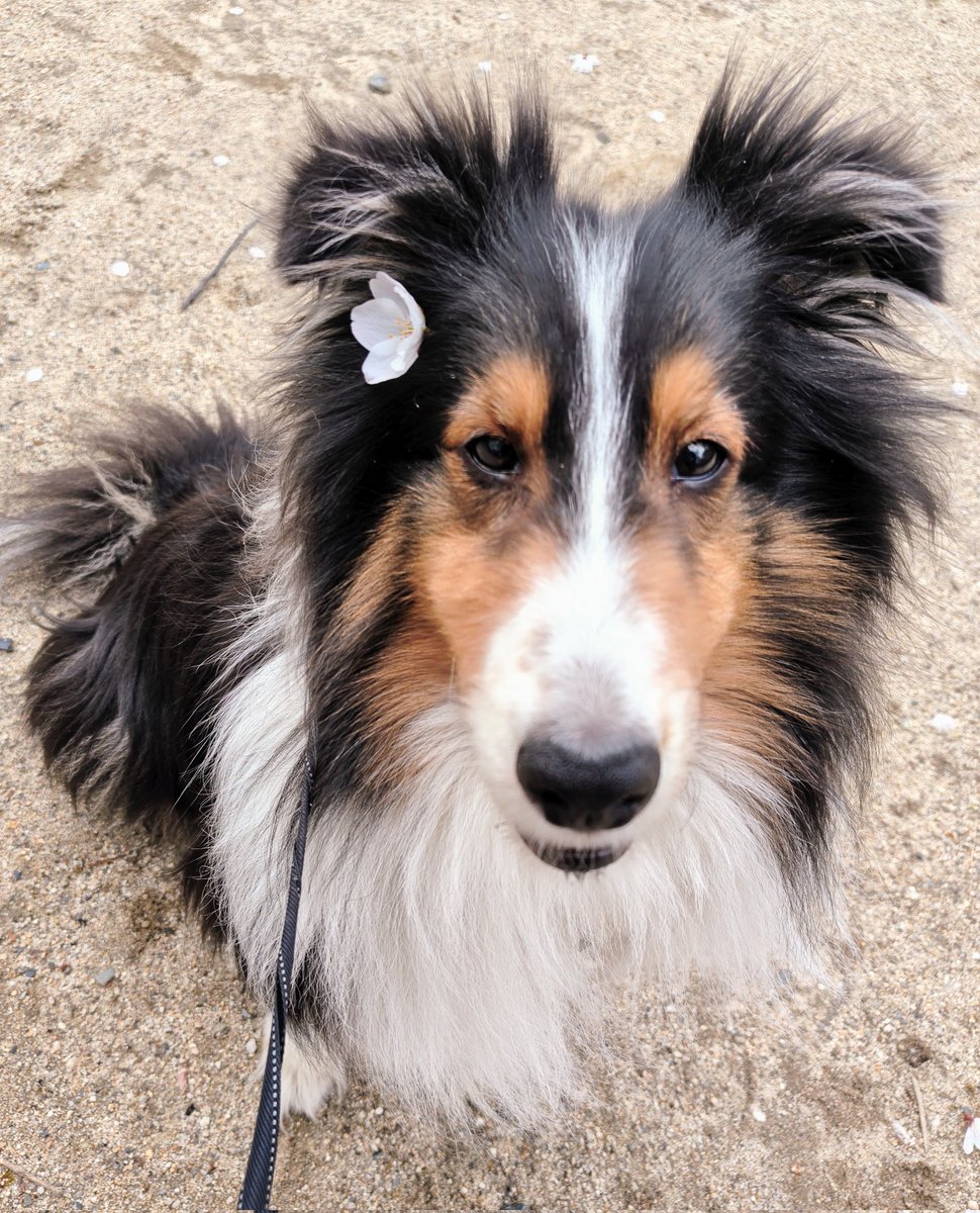 西田亜沙子 🥕 tweet media