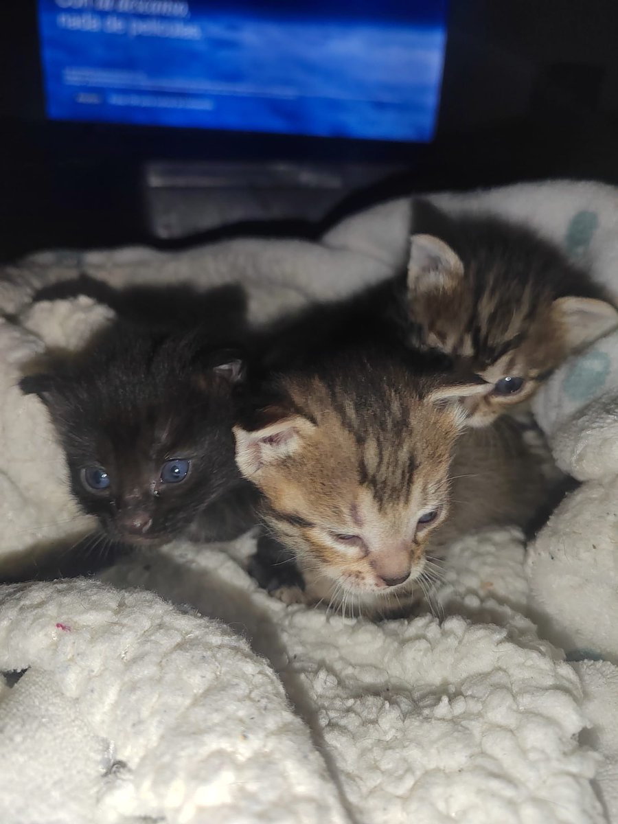 SOS Bigotis Balaguer tweet media