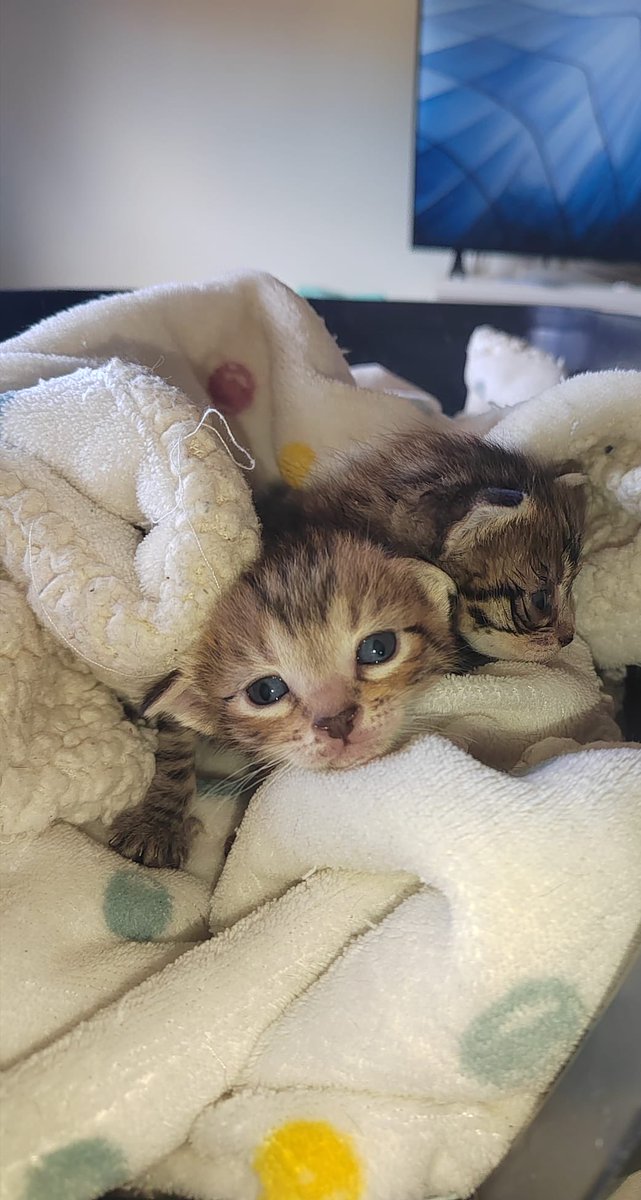 SOS Bigotis Balaguer tweet media