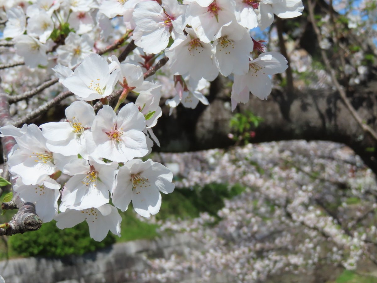 YosayYo's tweet photo. 桜満開の山崎川散歩🌸
晴天☀️風は強いが、
花はしっかり耐えています。
もう少し楽しめそうです😊 https://t.co/0Oovq9i2lg