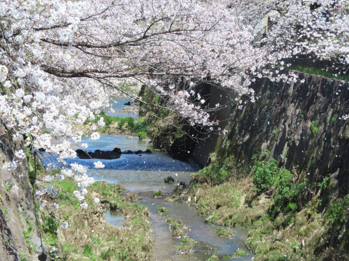 YosayYo's tweet photo. 桜満開の山崎川散歩🌸
晴天☀️風は強いが、
花はしっかり耐えています。
もう少し楽しめそうです😊 https://t.co/0Oovq9i2lg