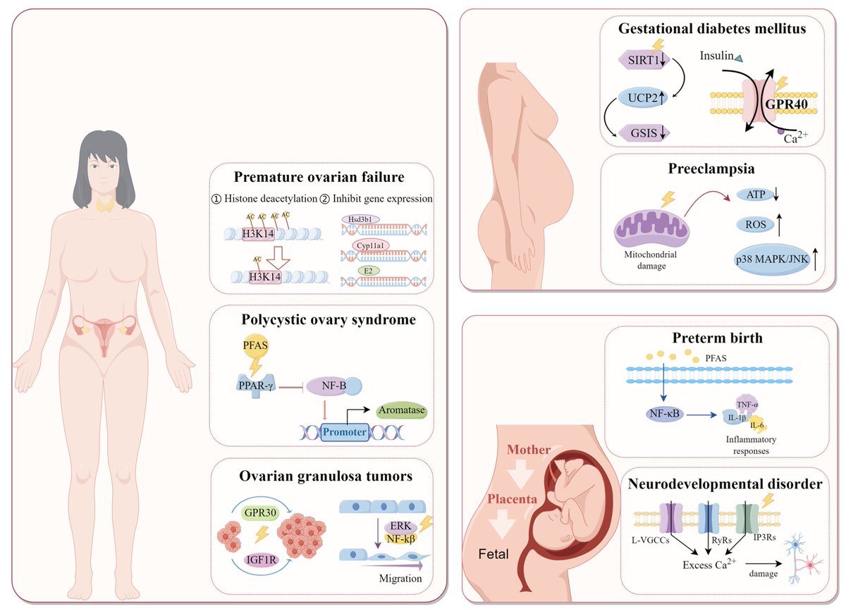 Toxics_MDPI's tweet image. 🔥 #Highly_Cited_Paper
📚 Per- and Polyfluoroalkyl Substances (#PFAS) Affect Female #Reproductive Health: #Epidemiological Evidence and Underlying Mechanisms
👨‍🔬by Rui Qu et al. 
🧩brnw.ch/21x1fYL

#female_reproduction #endocrine_disorders #pregnancy_complication