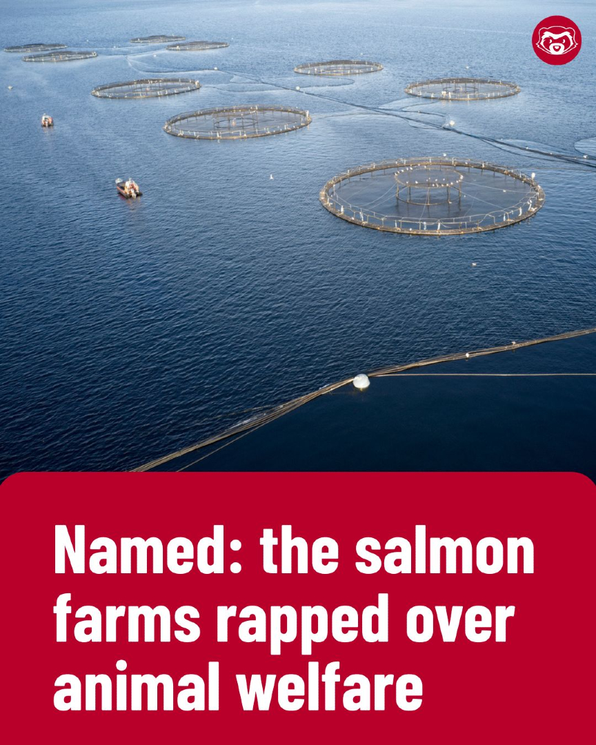 The Ferret tweet media