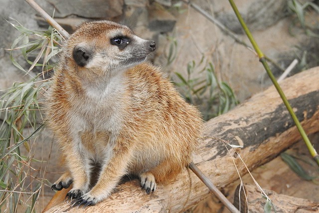 Tony Campbell tweet media