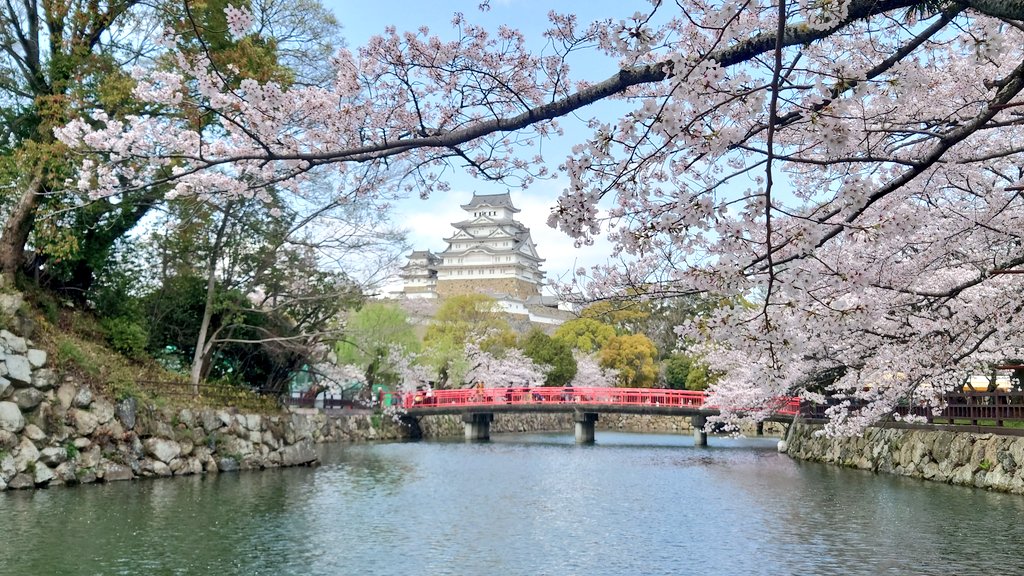 c_rubychan's tweet photo. 姫路城　満開でした🌸 https://t.co/LaqlsZxkuK