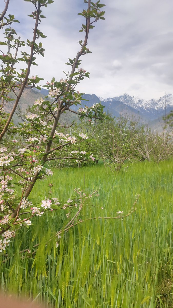 thw4u's tweet image. Full Spring ☺️♥️🌸

#mountains #Spring
#Kullu #HimachalPradesh