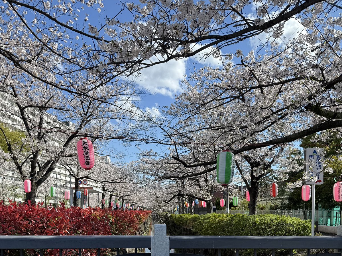 kavu_cha's tweet photo. 今年もきれい！！ https://t.co/RA9AlJeDGO
