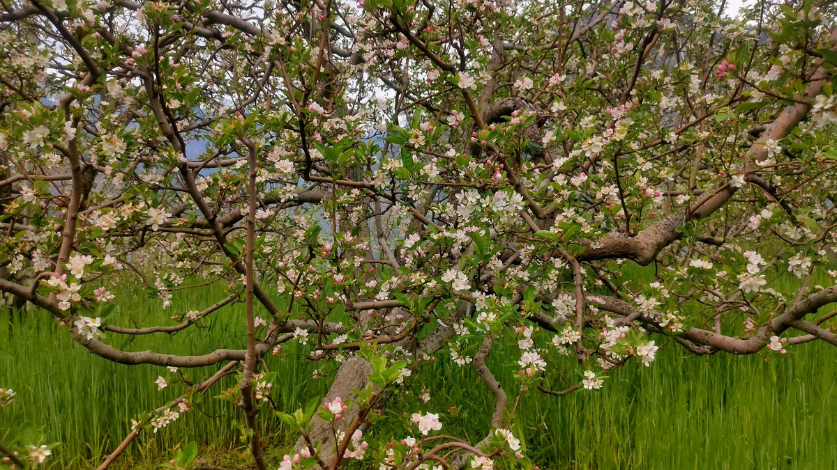 thw4u's tweet image. Full Spring ☺️♥️🌸

#mountains #Spring
#Kullu #HimachalPradesh