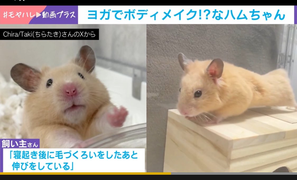 Chira/Taki (ちらたき) tweet media