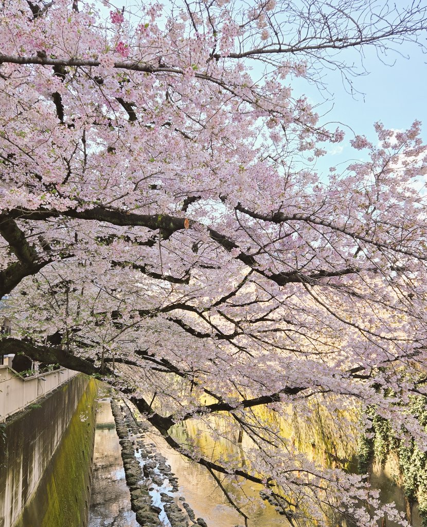 Mode_Oni's tweet photo. 本日は毎年恒例 グリオグルーヴお花見交流会！
午後からは晴れ間も見えていいお花見日和になりました🌸 https://t.co/odjsQrch4x
