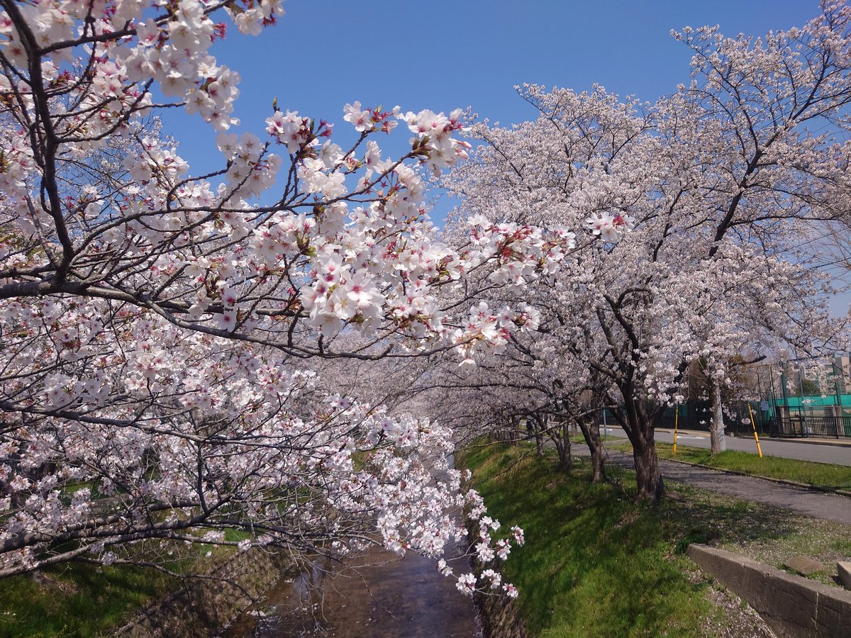 やーちゃん＠言周木且士三貝リ日一田土士yA(YoY)kI tweet media
