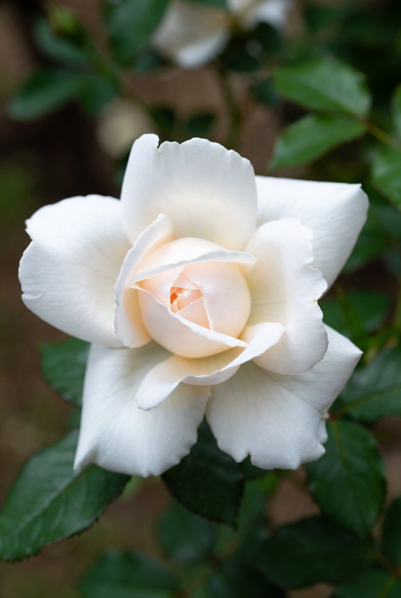 BelinakiD's tweet image. Have a great Thursday, everyone! 💙

"The gardenia is an enigma, its petals dusted with the creamy white purity of innocence, but its aroma is wildly seductive… the gift of gardenias conveys the message of secret love." — Jan Moran

#gardenia #purity #innocence #seductive #aroma