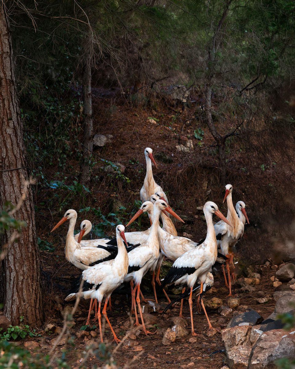 PLinLebanon's tweet image. White storks connect #Poland and #Lebanon 🇵🇱🇱🇧
Along their migration route through Lebanon, they face serious threats. Through Polish Aid, @polskapomoc, 🇵🇱Embassy in Beirut &amp;amp; Lebanese Association for Migratory Birds work to protect them.
🎧 Fri 18:10 @radio_357 “To Kill a Stork”
