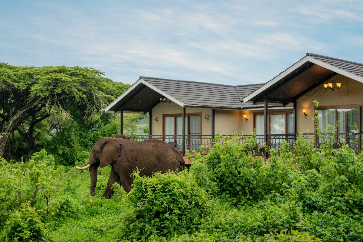 Stejos_Tours's tweet image. April in Ngorongoro is a whole mood 

Green Season is officially here. Lush landscapes, crystal-clear views, and newborn wildlife everywhere.

Fewer crowds, more magic. This is the safari secret you’ve been waiting for 

📍 Lion's Paw Camp, 

#Ngorongoro #Safari #TravelTanzania