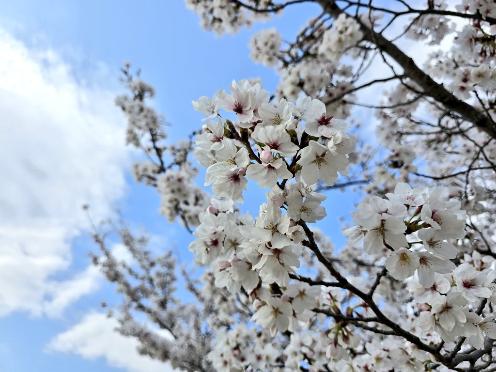 10aa23's tweet photo. 🌸蚊がおらへん城跡公園サイコー🌸 https://t.co/KMCVkWJWpp