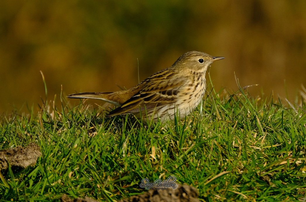SamWlandscapes's tweet image. Pipits at Farlington marshes #birds #naturelove