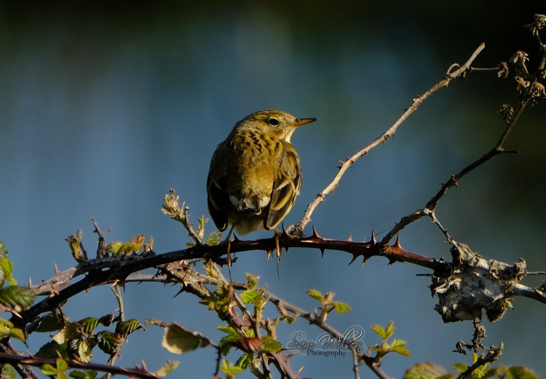 SamWlandscapes's tweet image. Pipits at Farlington marshes #birds #naturelove