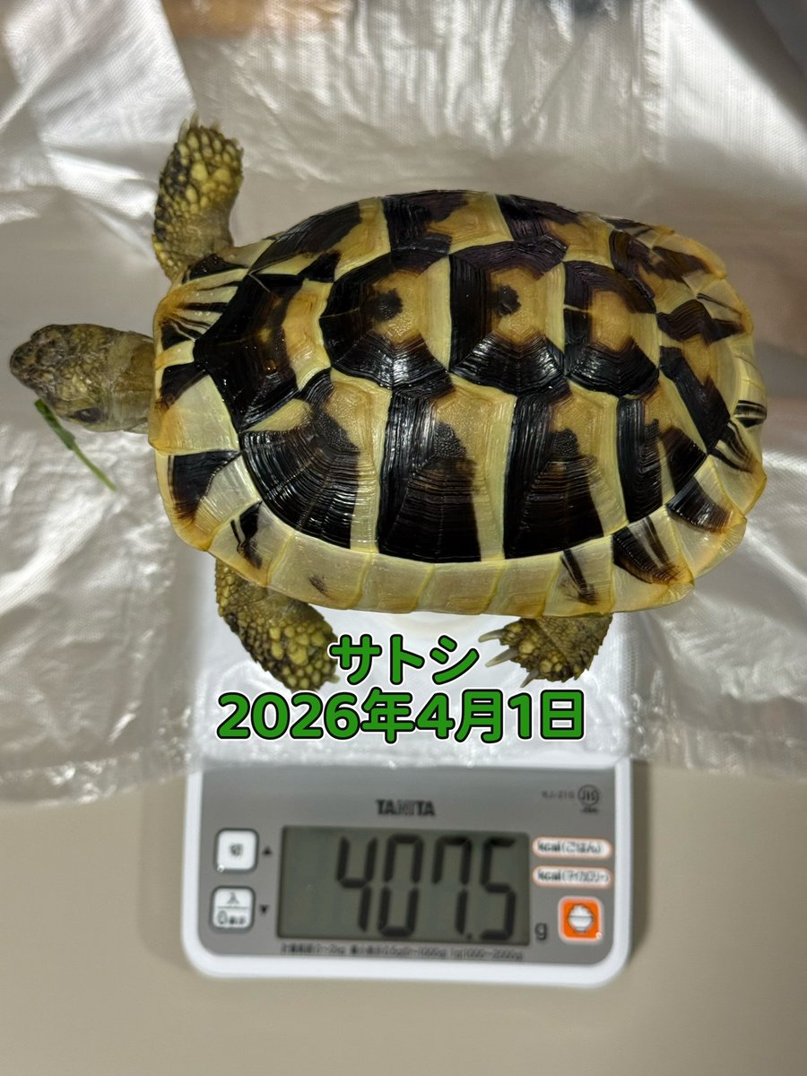 TSatoshi31207's tweet photo. お風呂あとの体重測定。
最近のサトシは急成長で、ついに400g超え🐢
体重はタケシより重くなりましたが、力はまだタケシのほうが強そうです。 https://t.co/ONMTAuAq7a