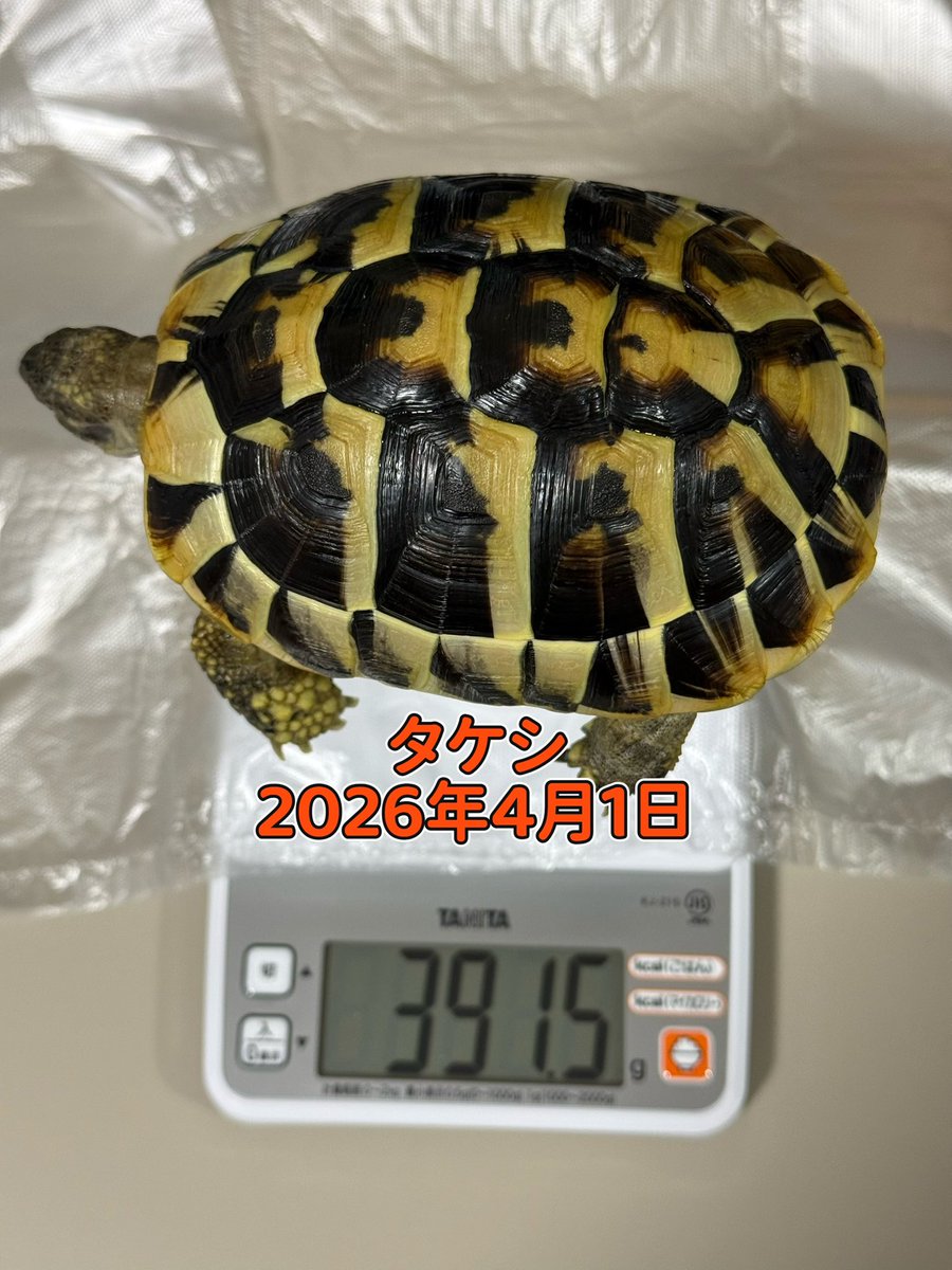 TSatoshi31207's tweet photo. お風呂あとの体重測定。
最近のサトシは急成長で、ついに400g超え🐢
体重はタケシより重くなりましたが、力はまだタケシのほうが強そうです。 https://t.co/ONMTAuAq7a