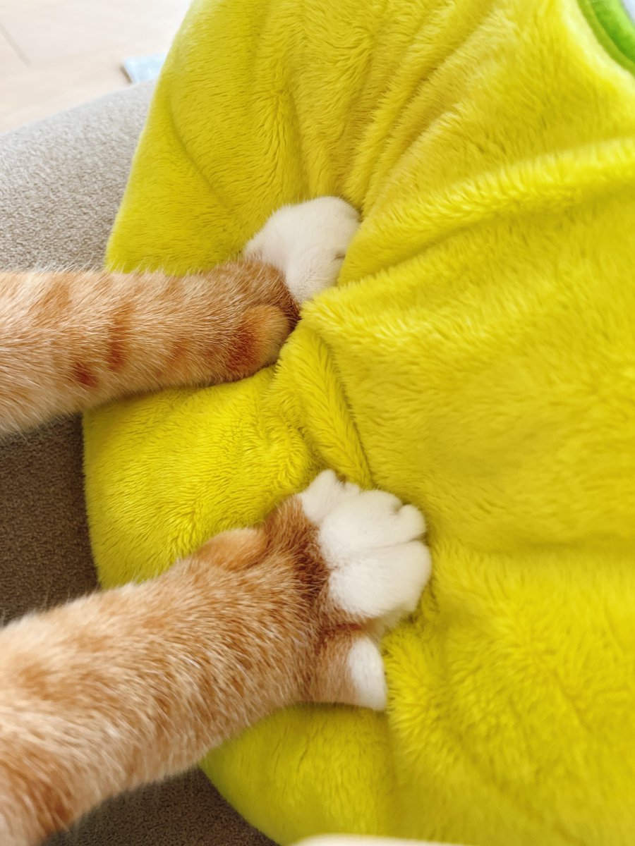 ユーリ❂ Fenrir tweet media