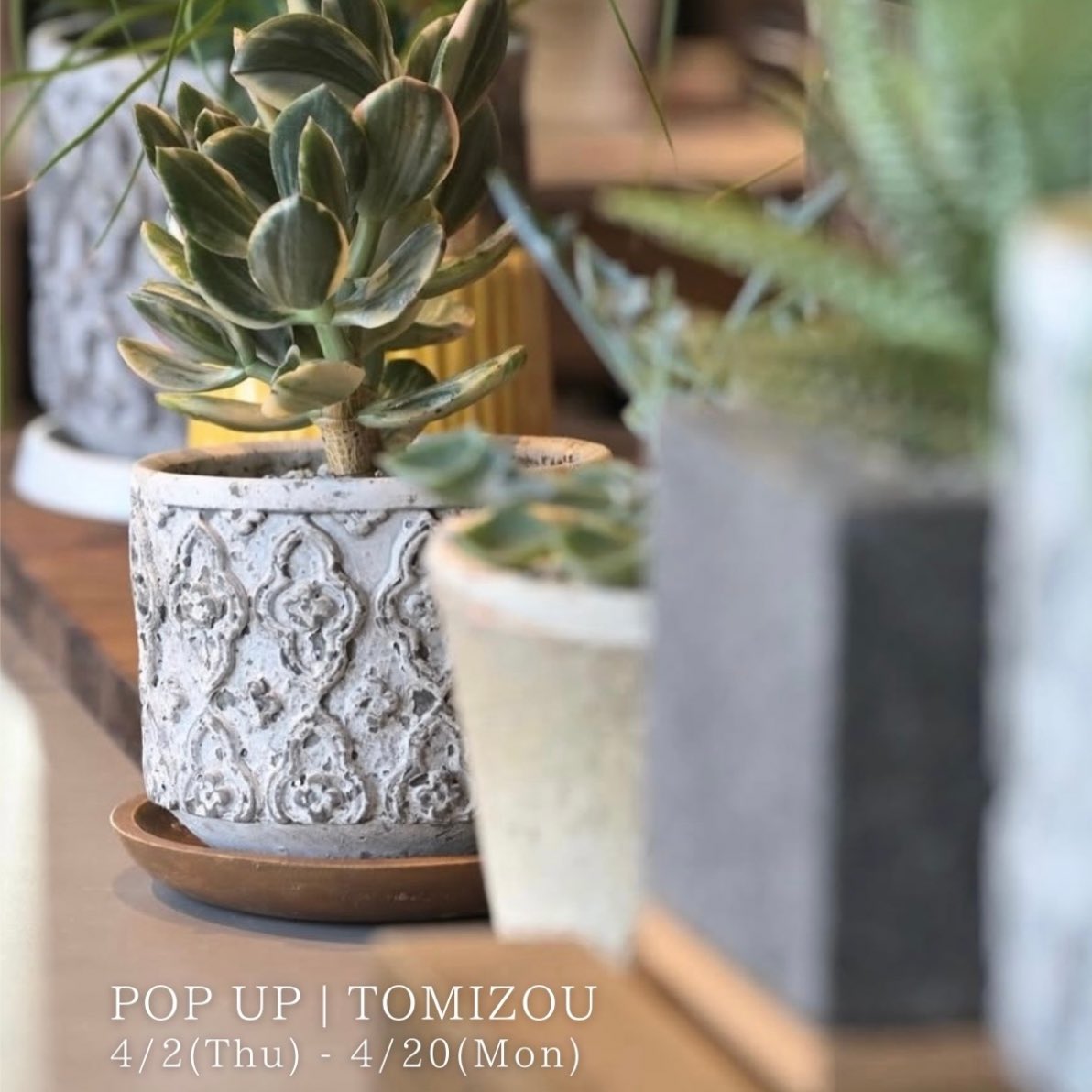 mgnet_office's tweet photo. ＼＼POPUP｜TOMIZOU／／

@FACTORY_FRONT では今日から4月のPOPUPがスタート中✨

庭師であり、「植物と人」をテーマにしたアーティスト活動もされているTOMIZOUさん。
独自の感性でマッチングされた「植物」と「鉢」がたくさん並びにゃした🌱
お気に入りのグリーンを見つけに来てにゃす(=^･ω･^=) https://t.co/ircSuWkvke