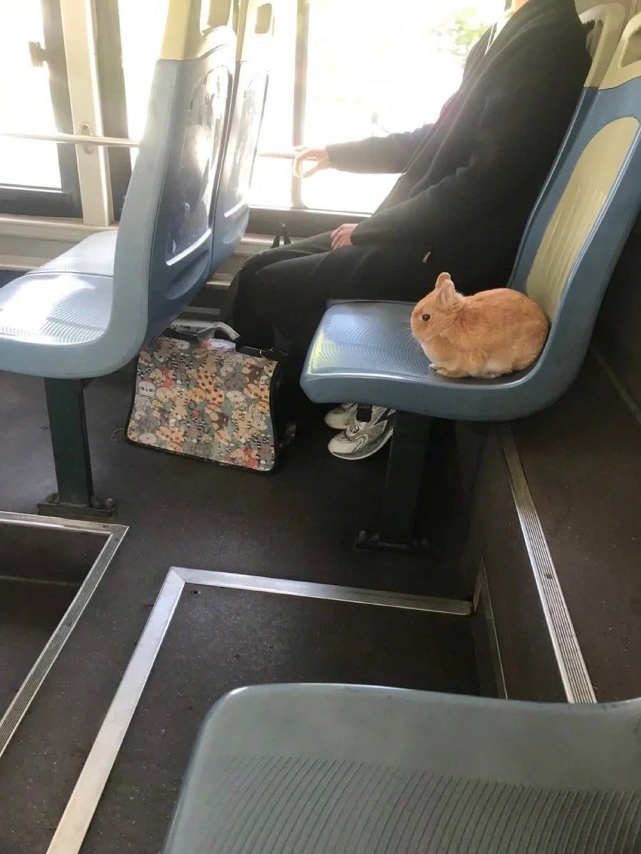 Rabbit Lovers Community USA tweet media