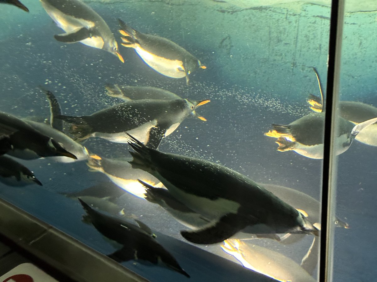 ぽな粉 tweet media