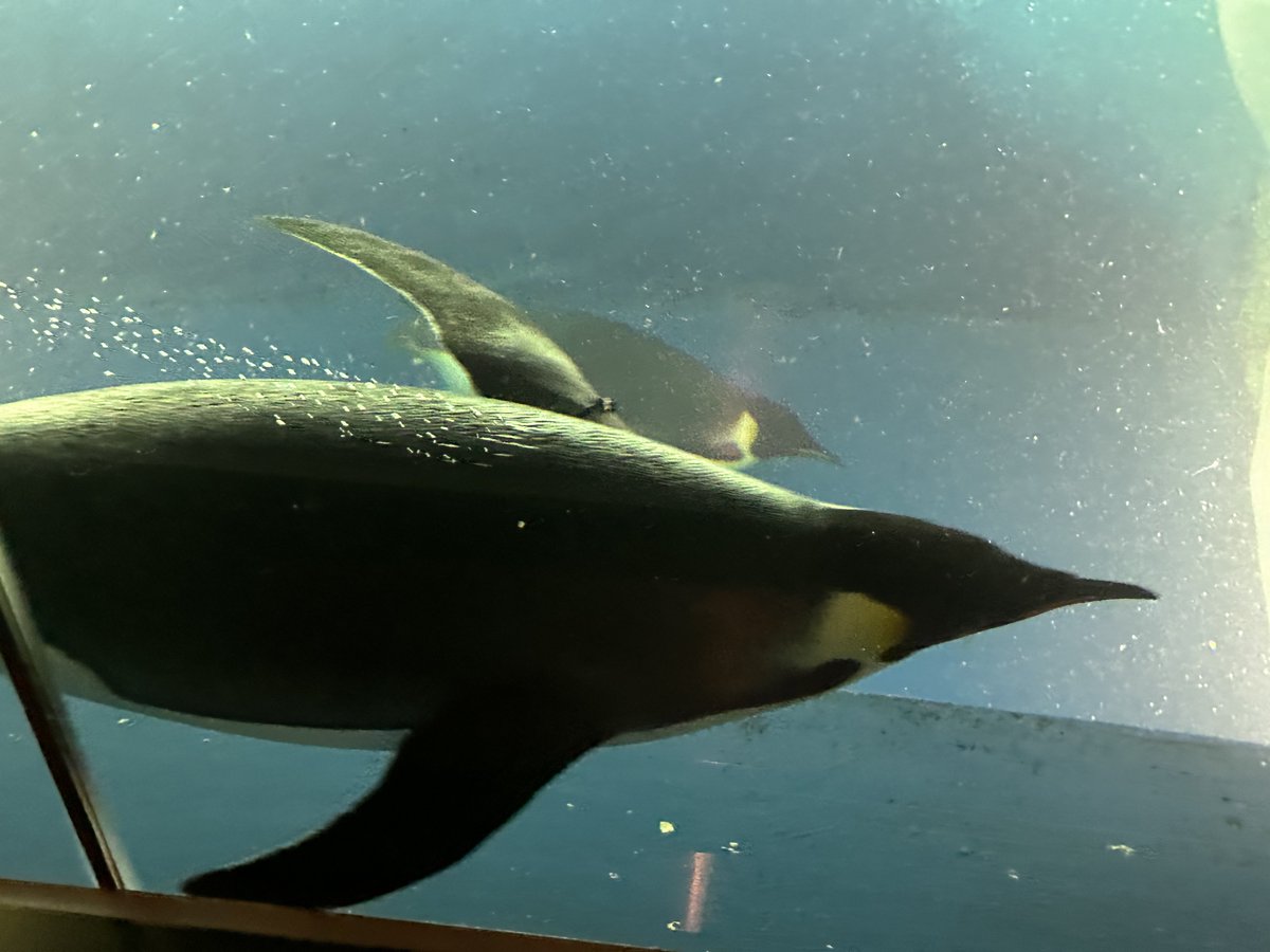 ぽな粉 tweet media