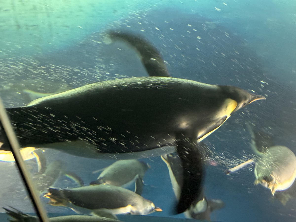 ぽな粉 tweet media