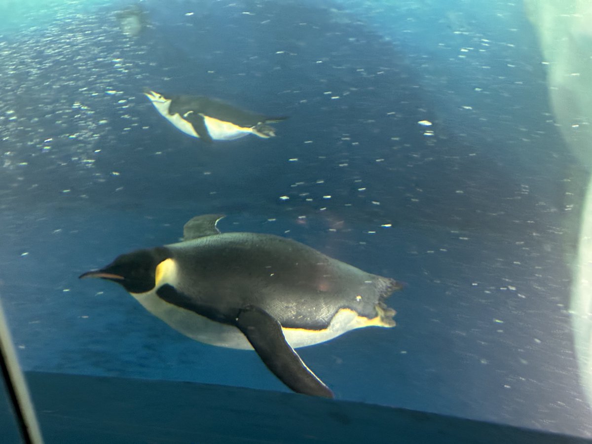 ぽな粉 tweet media