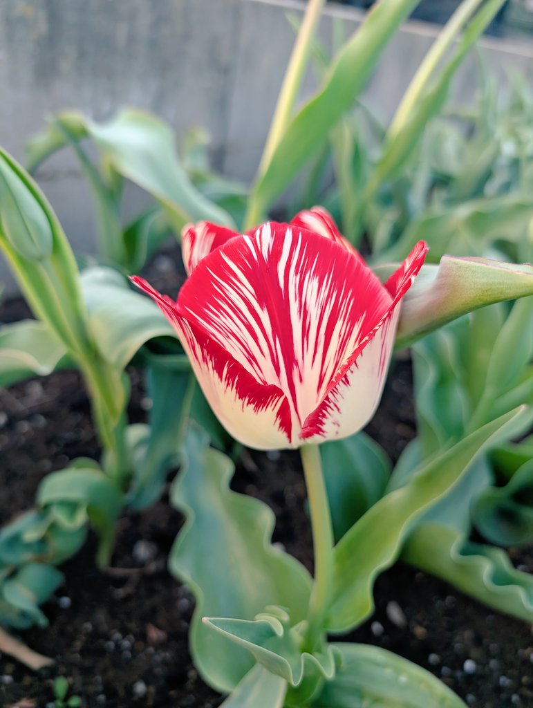 しまど/simadjp tweet media