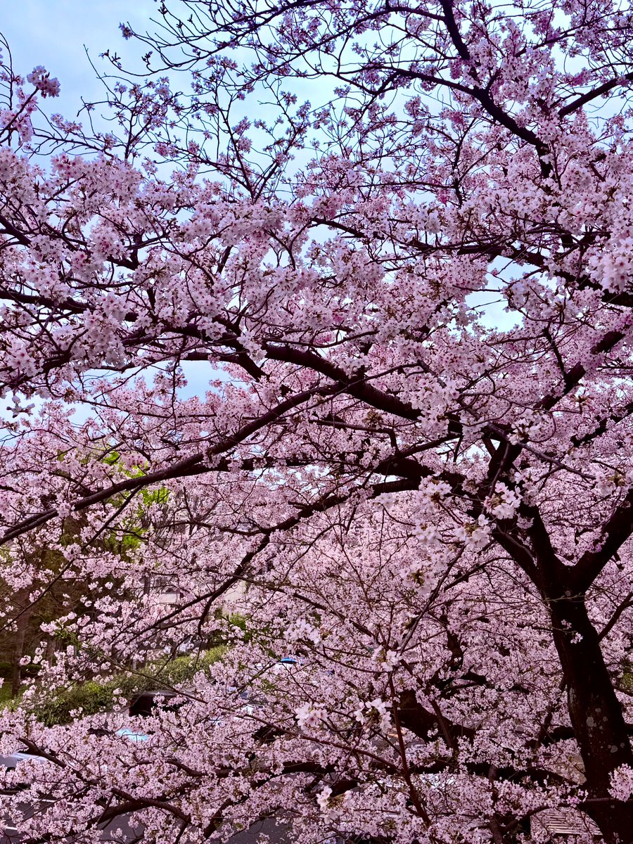 𝒞ℋ𝒜ℛ*✴︎ tweet media