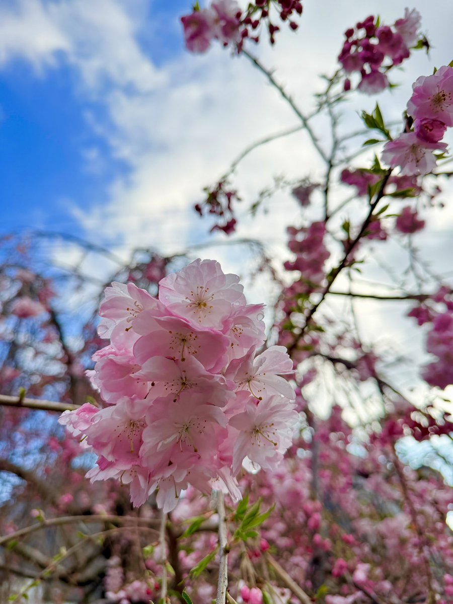 𝒞ℋ𝒜ℛ*✴︎ tweet media