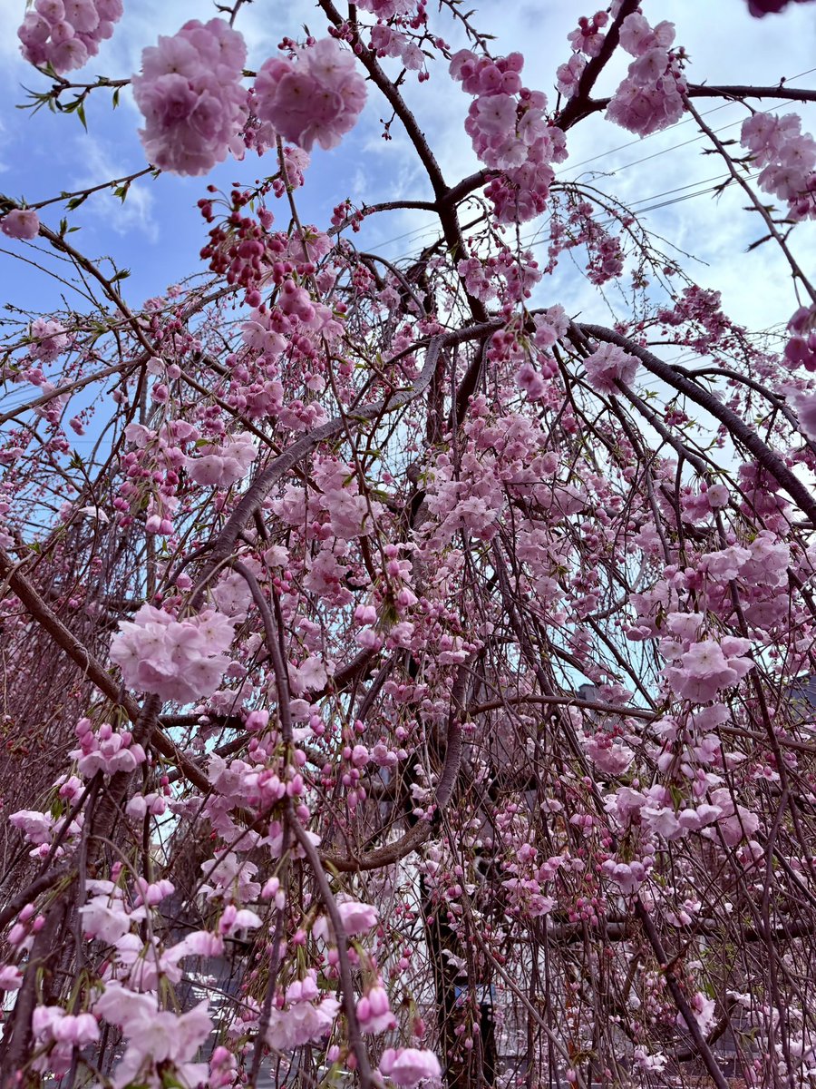 𝒞ℋ𝒜ℛ*✴︎ tweet media