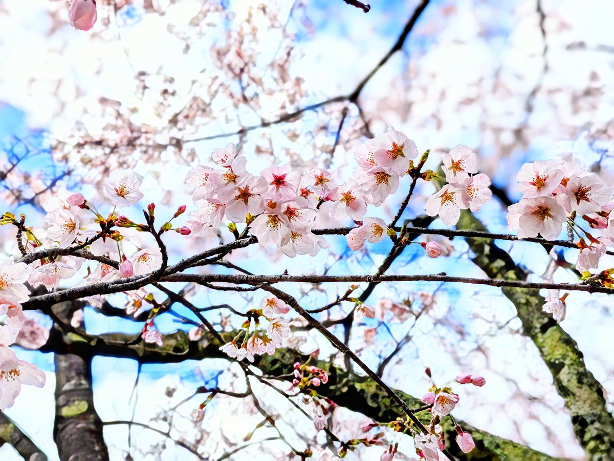 本陣跡・古民家 みどう本陣 tweet media