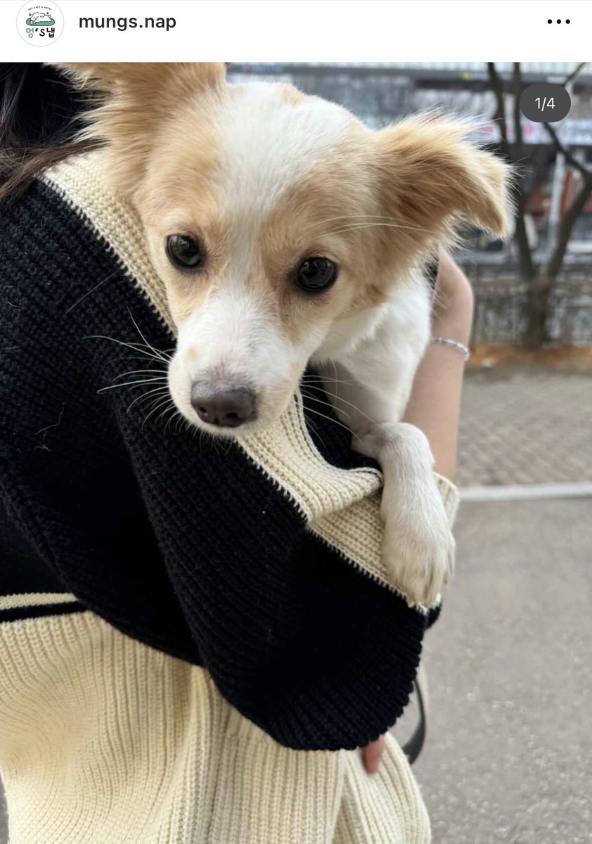 오늘의 강아지 추천 tweet media