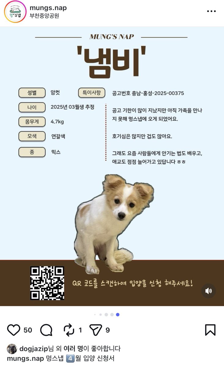 오늘의 강아지 추천 tweet media