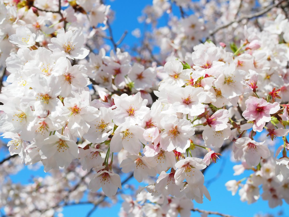 三溪園 tweet media