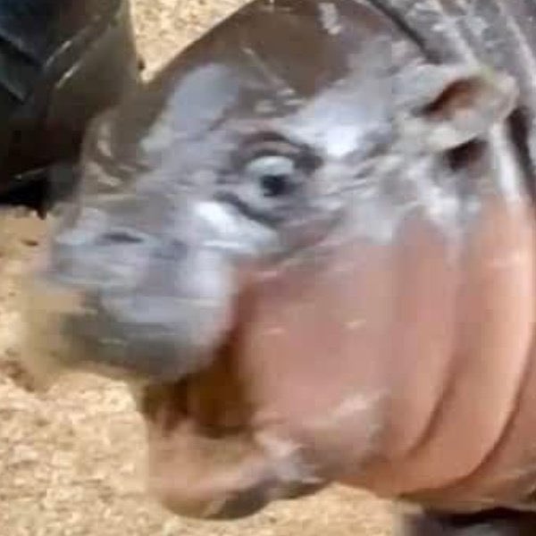 Moo Deng Community tweet media