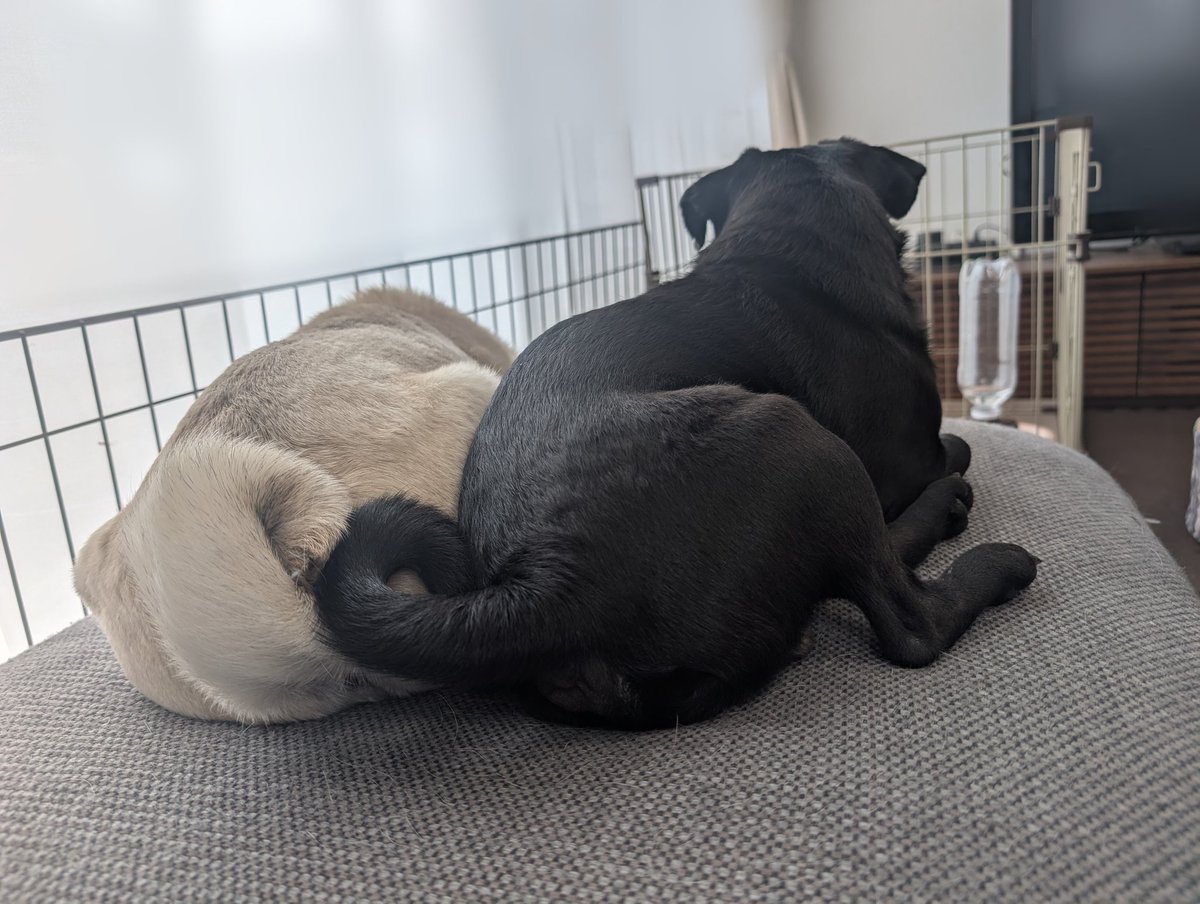 おかゆっけ tweet media