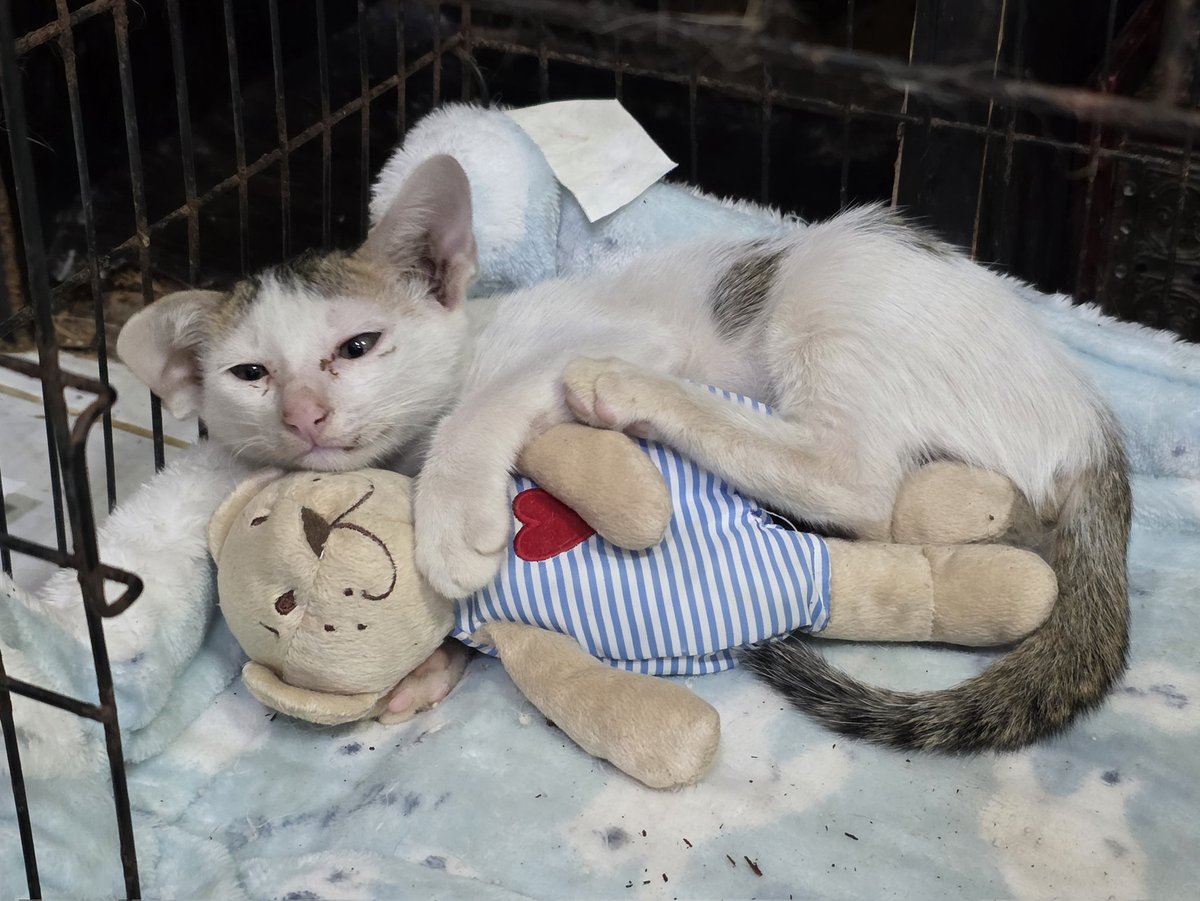 แมวทองมี กวีพเนจร tweet media