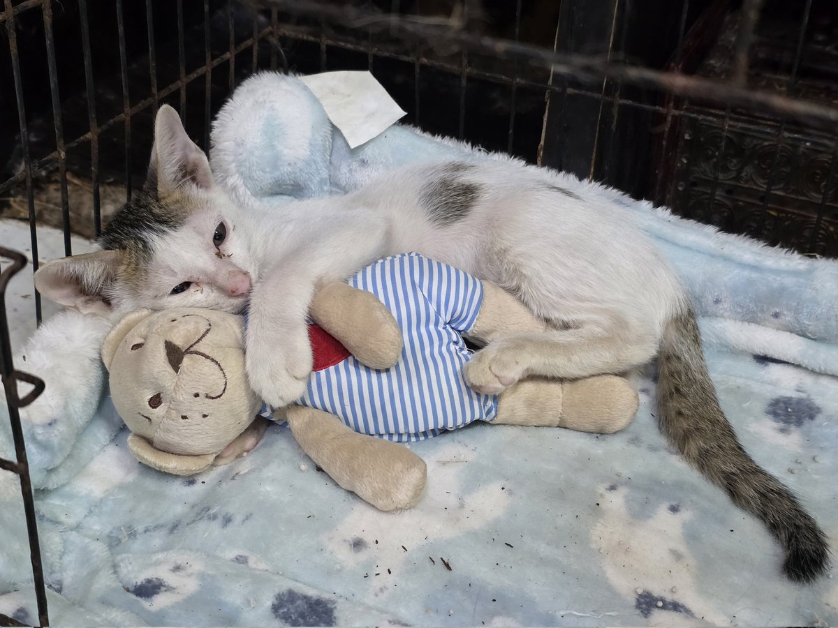 แมวทองมี กวีพเนจร tweet media