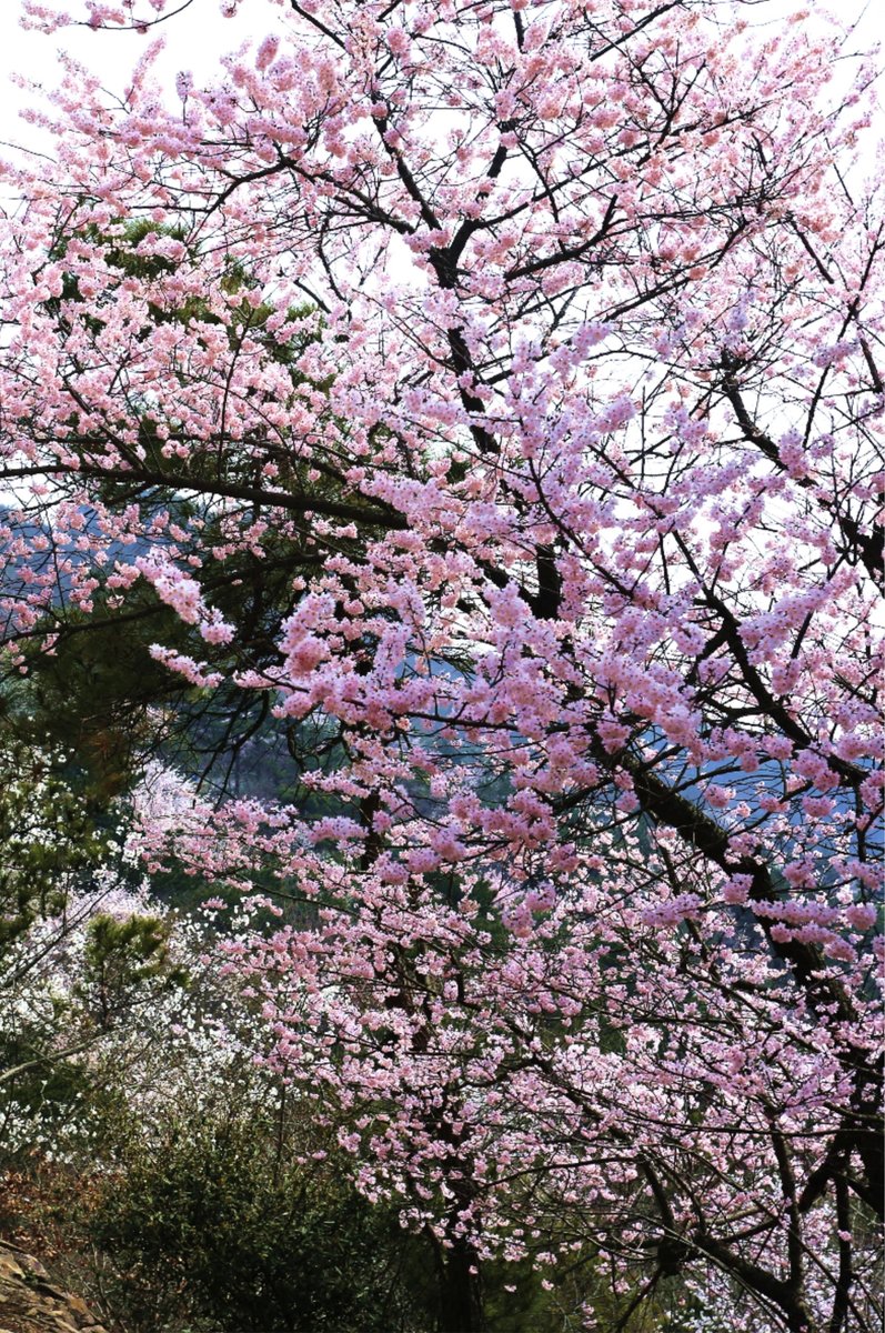 HelloHubei tweet media