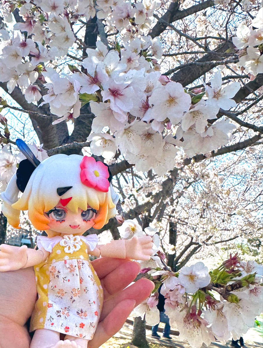 Ruinoa_00's tweet photo. 🌸お花見🌸 https://t.co/PNclquWmKF