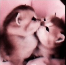 bu hesap kakiş görürseniz burdayım <a href="/he3vanlyiki/">lâl ENHYPEN IS 7</a>