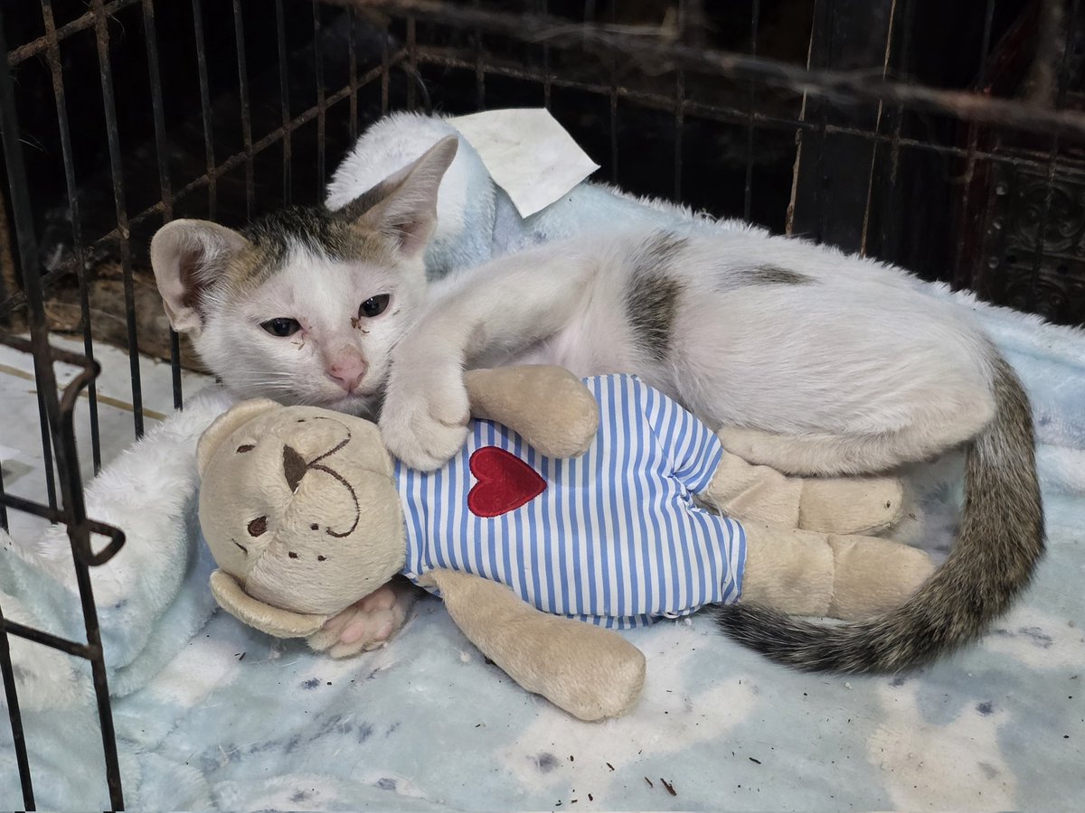 แมวทองมี กวีพเนจร tweet media