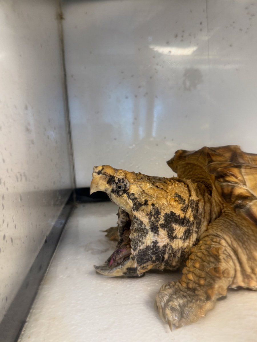 harley_panhead's tweet photo. 水換え中
#ワニガメ
#Alligatorsnappingturtle https://t.co/gQIBrL6j29