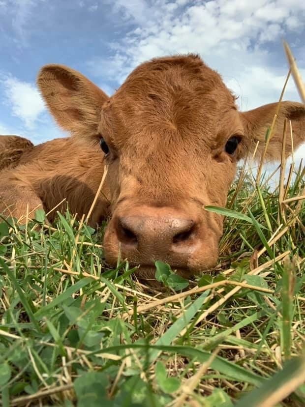 Dya / Ham (Himejoshing out) tweet media